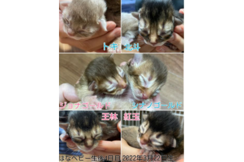 成約済の京都府のソマリ-25060の5枚目